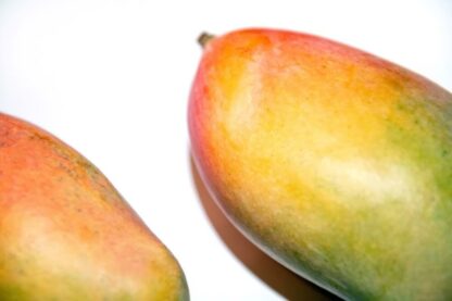 Mango Osteen EXTRA – Bild 2