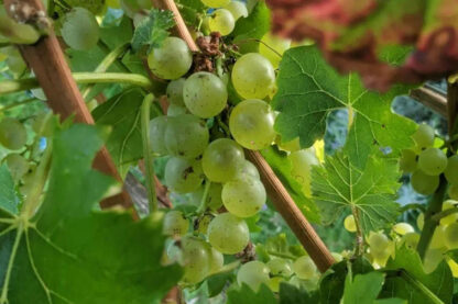 Traube Moscatel weiß – Bild 2