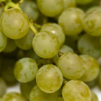 Traube Moscatel weiß