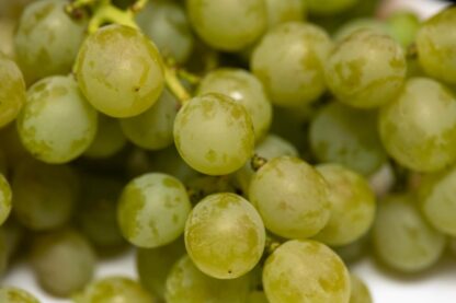 Traube Moscatel weiß