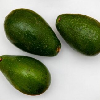 Avocado Zutano