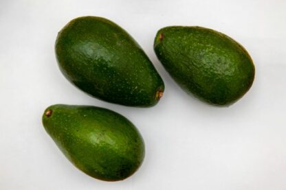 Avocado Zutano