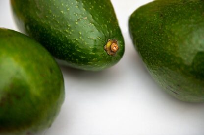 Avocado Zutano – Bild 2