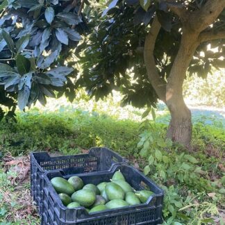 Avocados