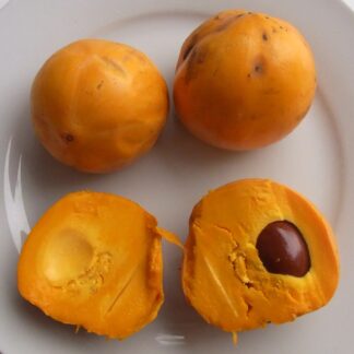 Zapote amarillo