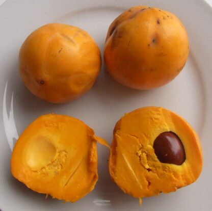 Zapote amarillo
