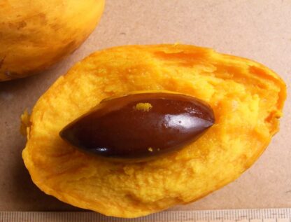 Zapote amarillo