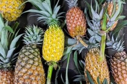 Ananas