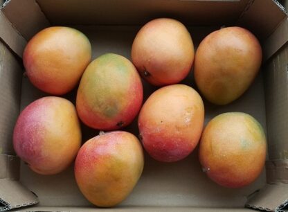 Mango Kent Box