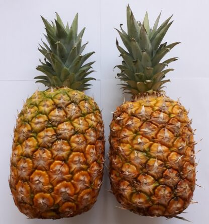 Ananas Box