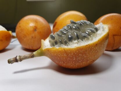 Grenadilla Granadilla