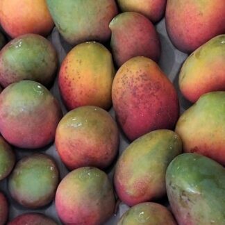 Mango Irwin