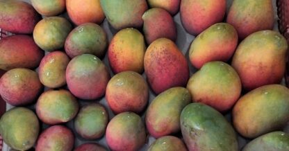 Mango Irwin