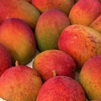 Mango Kent EXTRA