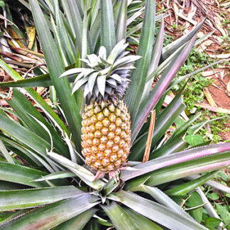 Ananas Mauritius