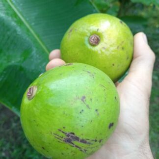 Avocado wild SriLanka