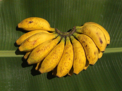 Banane Ambul