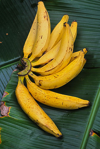 Banane Netram Palam