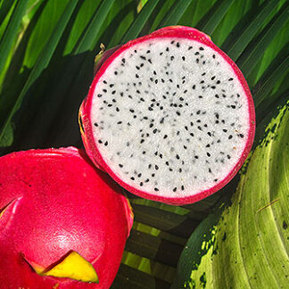 Drachenfrucht weiss SriLanka