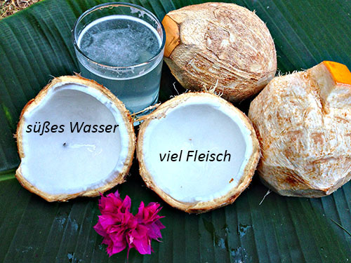 Kokosnuss Kalati
