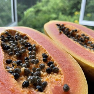 Papaya Tennin