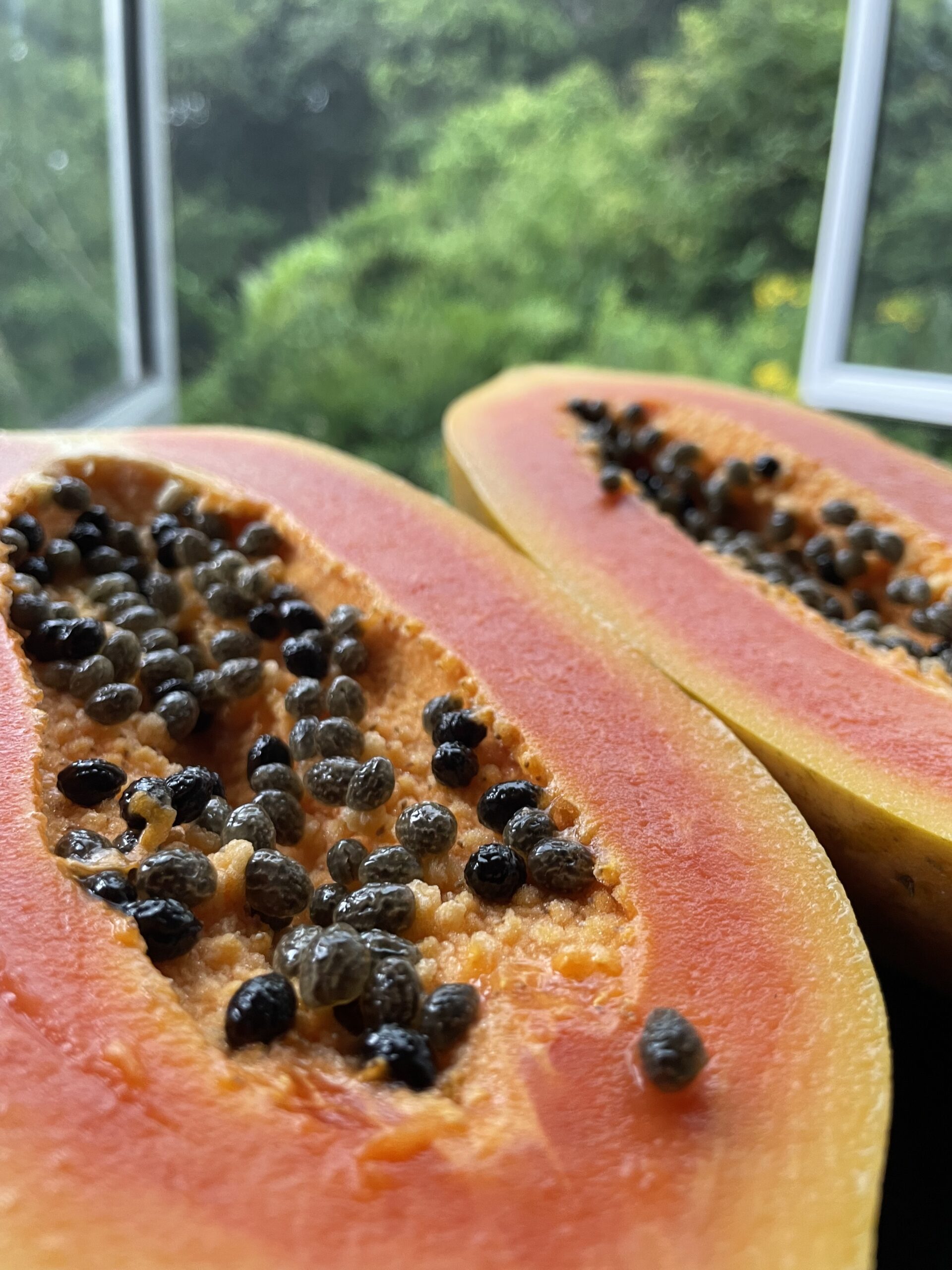 Papaya Tennin
