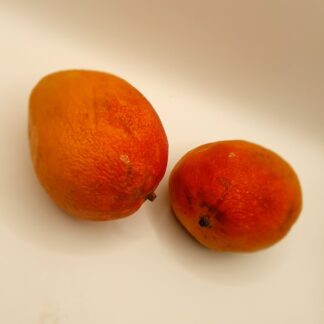Mango Kent
